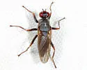 Hydromyza confluens - photo 4