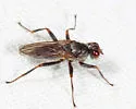 Hydromyza confluens - photo 5