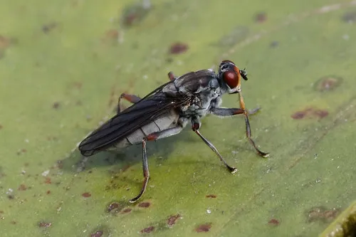 Hydromyza livens