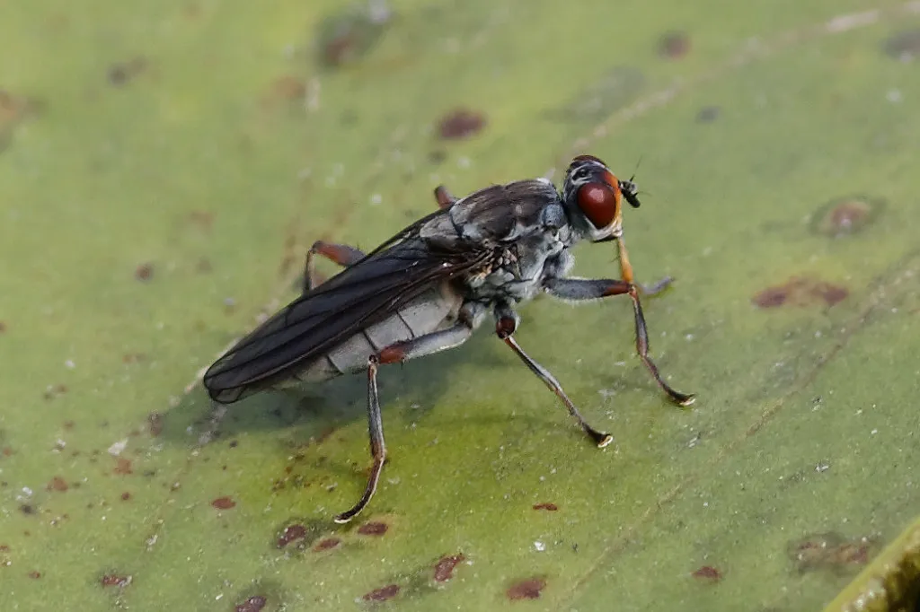 Hydromyza livens - photo 2