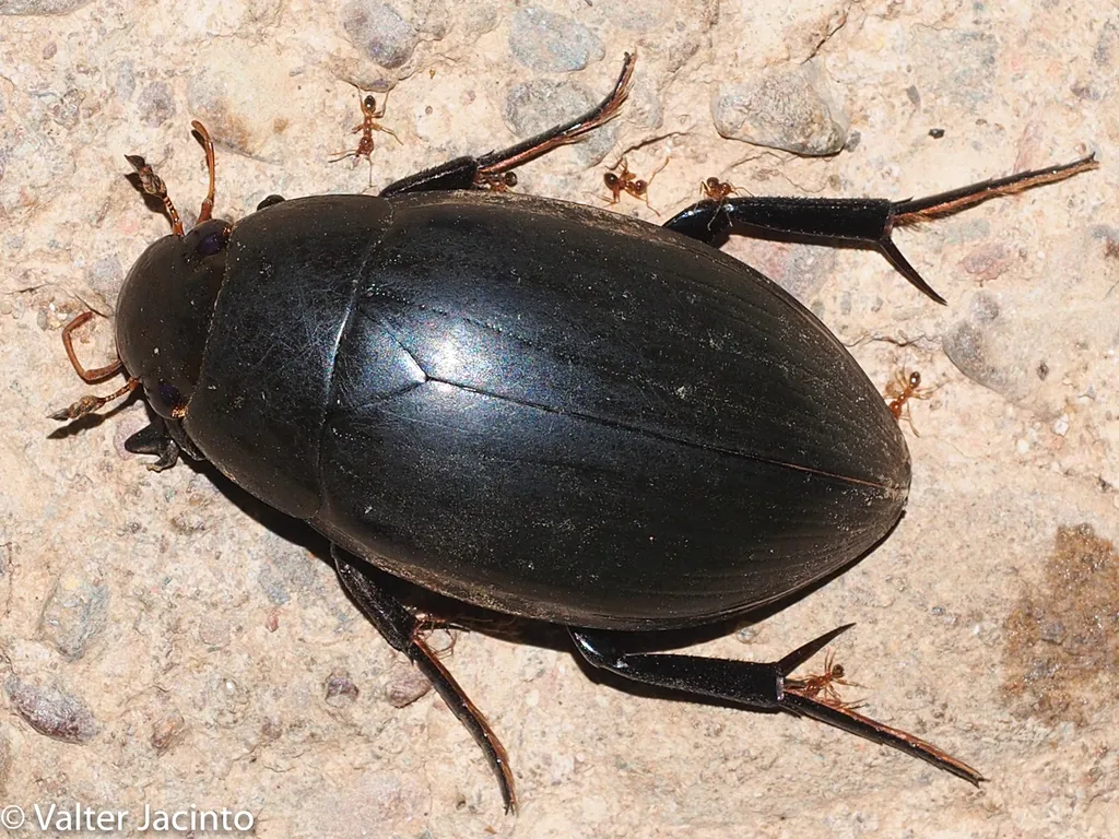 Water Scavenger Beetles - photo 2