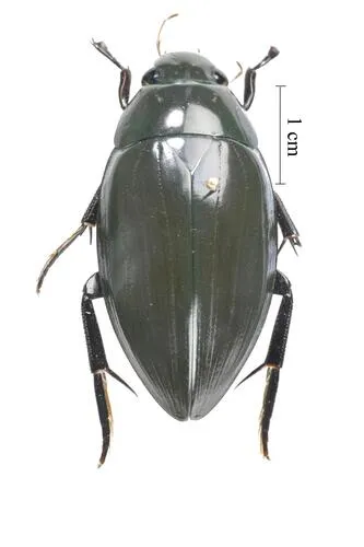 Dark Diving Beetle
