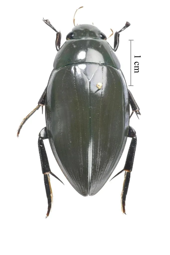 Dark Diving Beetle - photo 2