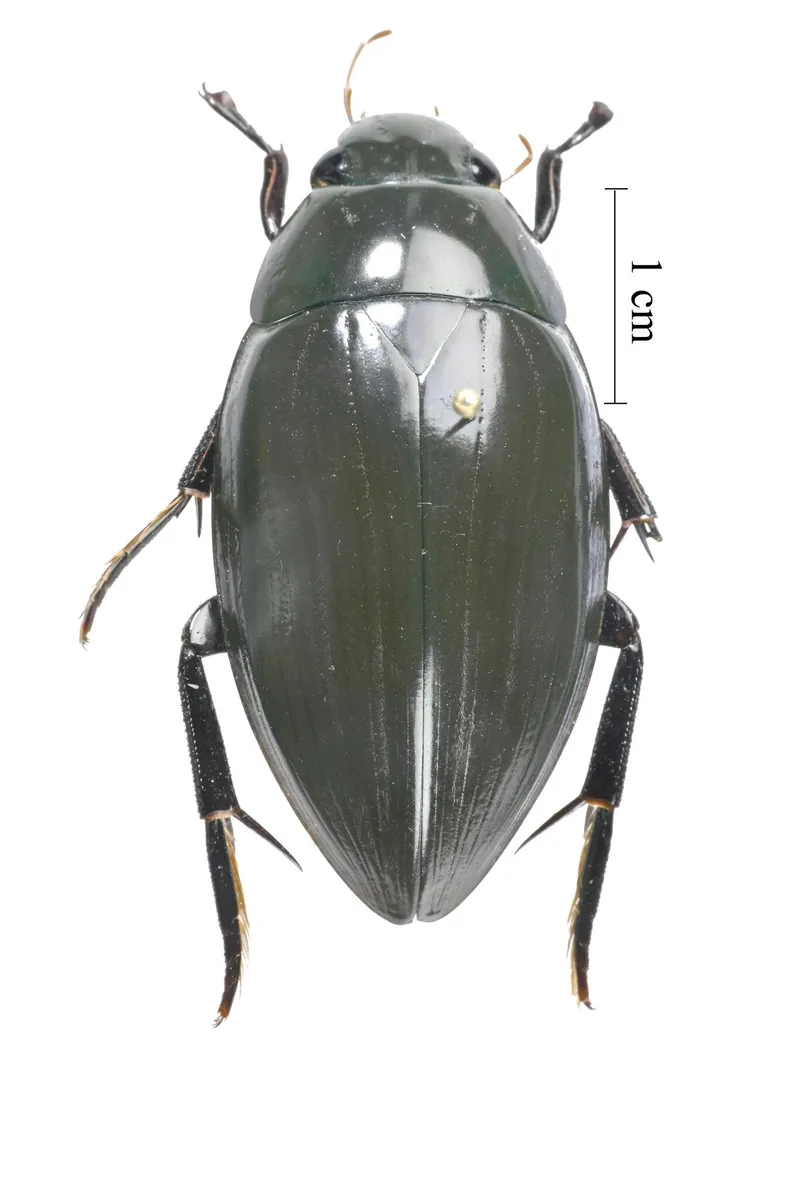 Dark Diving Beetle - photo 3