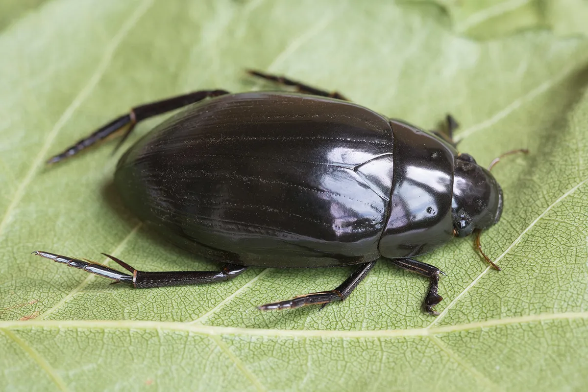 Hydrophilus aterrimus - photo 3