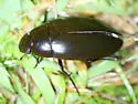 Hydrophilus ensifer - photo 2