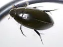 Hydrophilus ensifer - photo 3