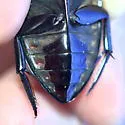 Hydrophilus ensifer - photo 4