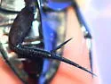 Hydrophilus ensifer - photo 5