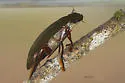 Hydrophilus insularis