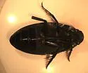 Hydrophilus insularis - photo 2