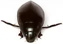 Hydrophilus insularis - photo 3