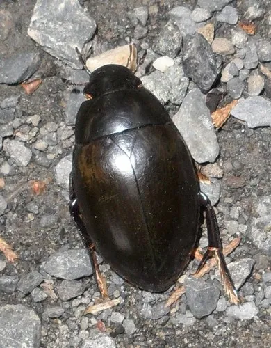 Hydrophilus ovatus