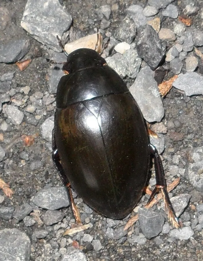 Hydrophilus ovatus - photo 2