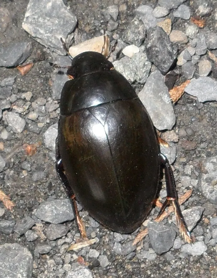 Hydrophilus ovatus - photo 3