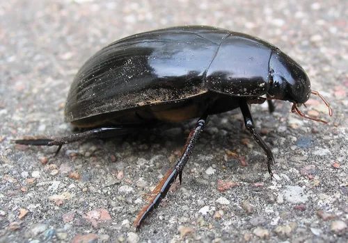Great Silver Water Beetle