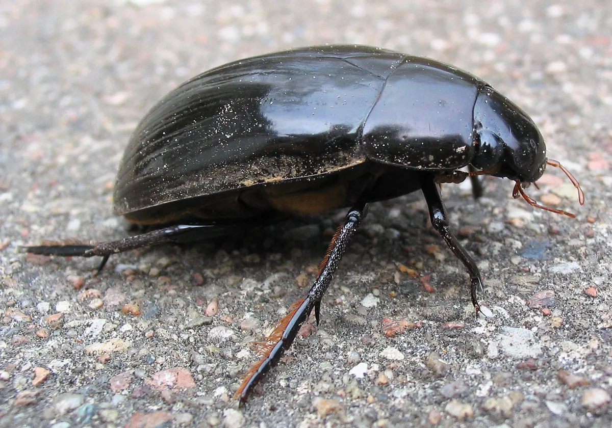 Great Silver Water Beetle - photo 3
