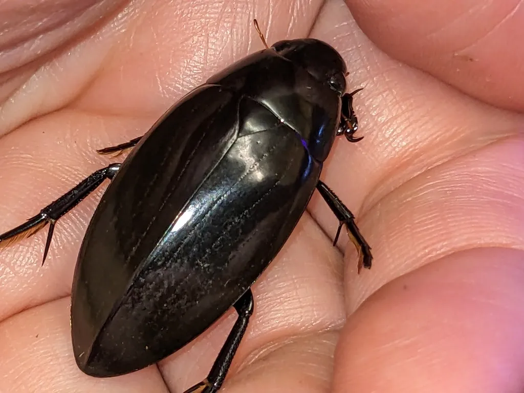 Giant Black Water Beetle - photo 3