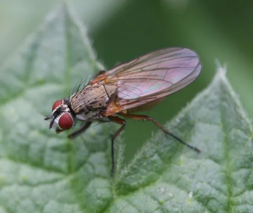 Hydrophoria linogrisea