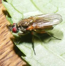 Hydrophoria linogrisea - photo 2