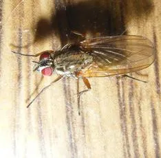 Hydrophoria linogrisea - photo 3