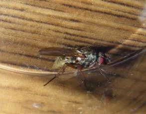 Hydrophoria linogrisea - photo 4