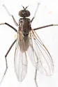 Hydrophorus aestuum