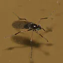 Hydrophorus alboflorens