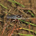 Hydrophorus alboflorens - photo 2