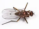 Hydrophorus alboflorens - photo 3