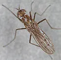 Hydrophorus chrysologus
