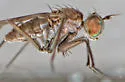 Hydrophorus chrysologus - photo 3