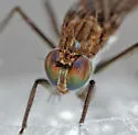Hydrophorus chrysologus - photo 4