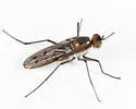 Hydrophorus chrysologus - photo 5