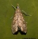Hydropionea fenestralis - Hodges#5125