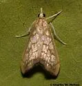 Hydropionea fenestralis - Hodges#5125 - photo 2