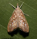 Hydropionea fenestralis - Hodges#5125 - photo 3