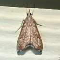 Hydropionea fenestralis - Hodges#5125 - photo 4