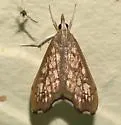 Hydropionea fenestralis - Hodges#5125 - photo 5