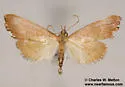 Hydropionea oblectalis - Hodges#5124 - photo 2