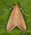 Hydropionea oblectalis - Hodges#5124 - photo 3