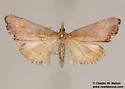 Hydropionea oblectalis - Hodges#5124 - photo 4