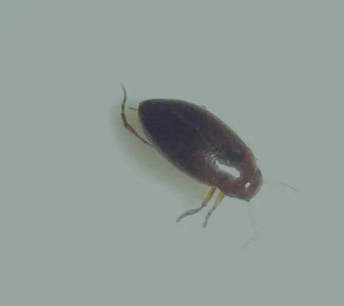 Hydroporus angustatus