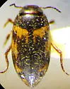Hydroporus appalachius