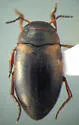 Hydroporus appalachius - photo 2