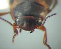 Hydroporus appalachius - photo 3
