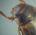 Hydroporus appalachius - photo 4