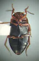 Hydroporus appalachius - photo 5