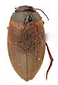 Hydroporus axillaris