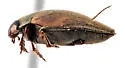 Hydroporus axillaris - photo 3